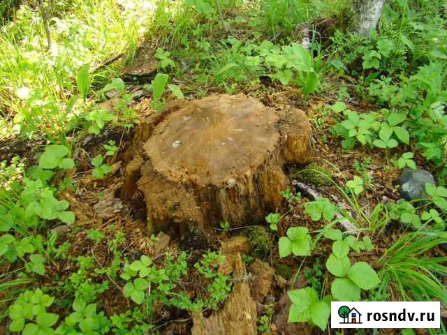 Экспертиза по лесной отрасли Петрозаводск - изображение 1