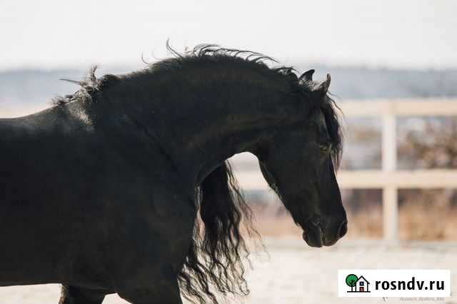 Фризский жеребец 2011 г.р. (мп, элементы бп) Истра - изображение 1