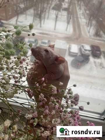 Крыса с клеткой Тюмень - изображение 1