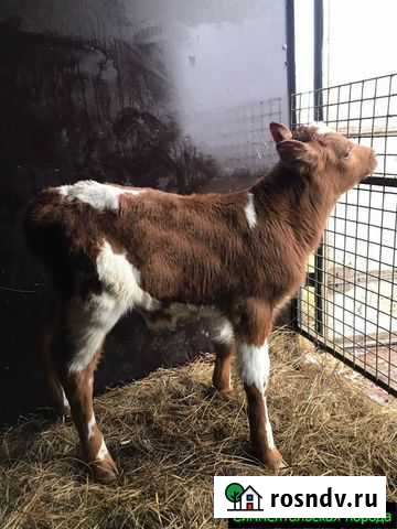 Телята, бычки от частной фермы Нарышкино - изображение 1