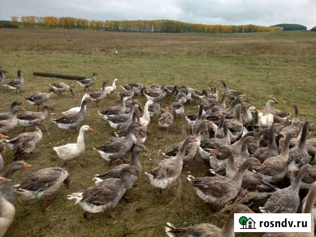 Гуси Благовещенск - изображение 1