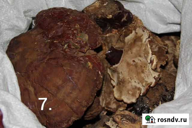 Рейши гриб Чистополь - изображение 1