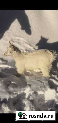 Козлики на мясо Красноармейск - изображение 1