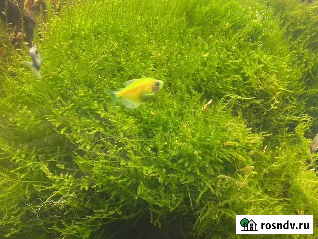 Аквариумное растение - мох Павлово - изображение 1