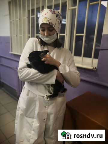 Передержка животных Кострома - изображение 1