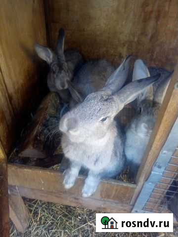 Кролики Красноярск - изображение 1