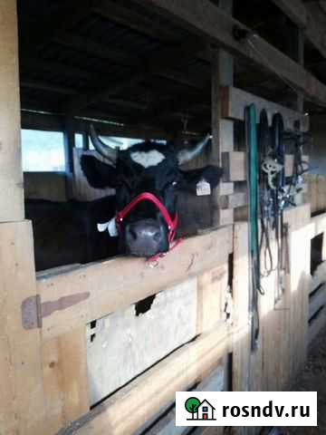 Корова хорошая высокоудойная Красноярск - изображение 1