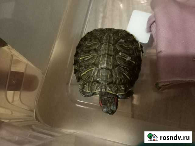 Черепаха в добрые руки Москва - изображение 1