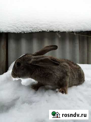 Кролики породы Ризен Рязань - изображение 1