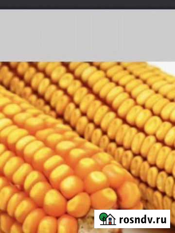 Кукуруза зерно Пшехская - изображение 1