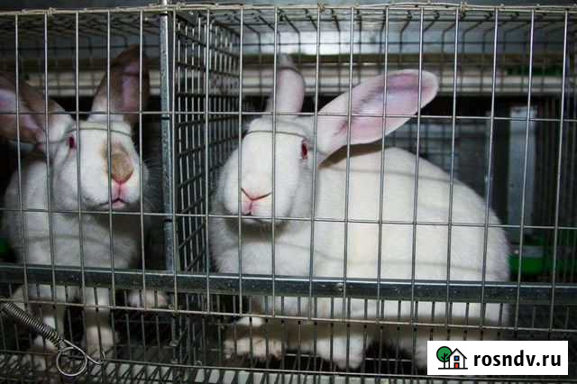 Кролики в связи с пожаром быстро Дмитров - изображение 1