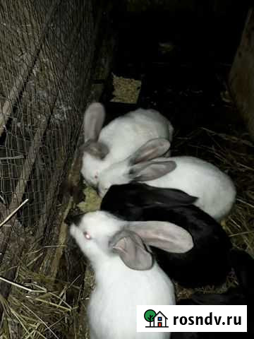 Кролики Камские Поляны - изображение 1