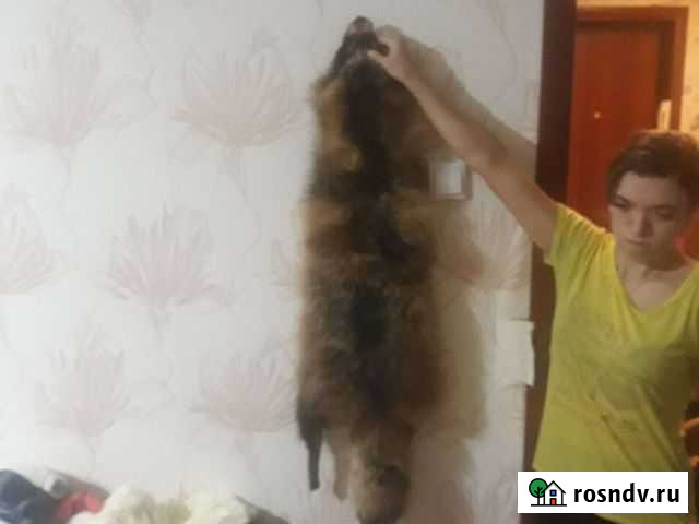 Шкуры писец Кировск - изображение 1