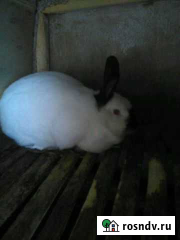 Продам кроликов клетки Каменск-Уральский - изображение 1