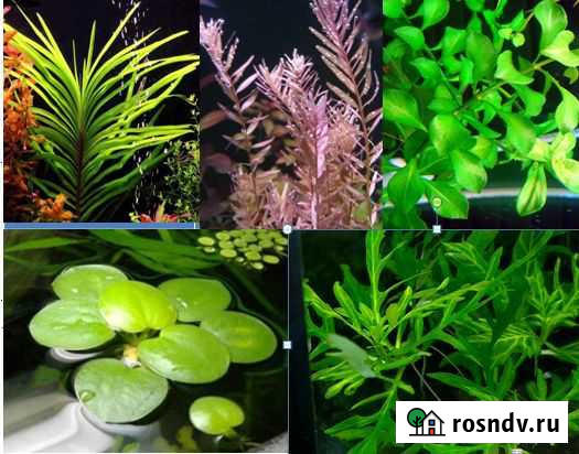 Растения без удо и Со2 Иваново - изображение 1