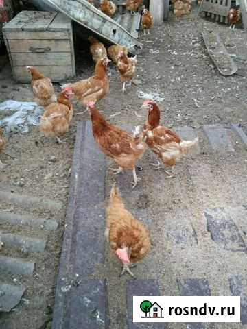 Поросята куры молодка гуси утки Вольск - изображение 1