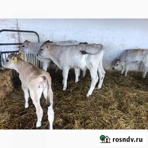 Породистые телята с доставкой Ракитное - изображение 1
