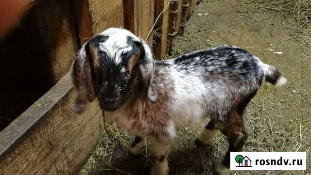 Нубийский козлик Нижний Новгород - изображение 1