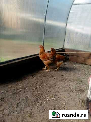 Кучинская Юбилейная Болотное - изображение 1