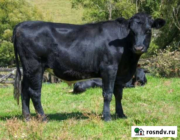 Бык Лямбирь - изображение 1