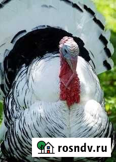 Мясо домашней индейки Воробьевка - изображение 1