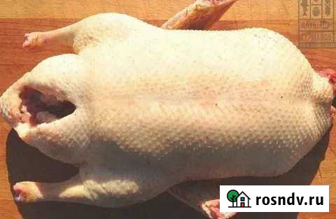 Гусь, индейка Железнодорожный - изображение 1