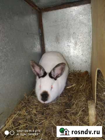 Кролики Нижний Новгород - изображение 1