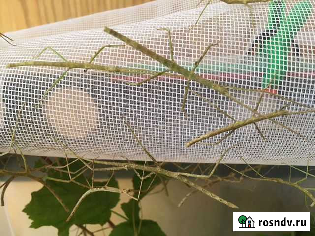 Палочники разновозрастные и корм Москва - изображение 1