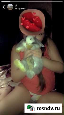 Заяц Санкт-Петербург - изображение 1