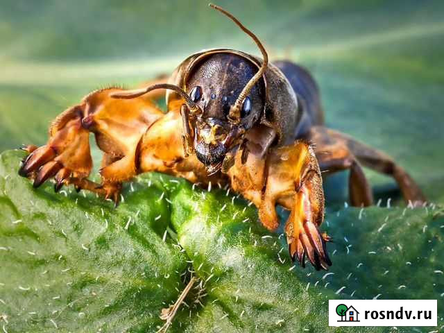 Уничтожение комаров, тараканов, кротов, мышей Смоленск - изображение 1