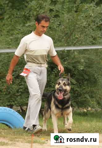 Дрессировка и социализация собак Астрахань - изображение 1