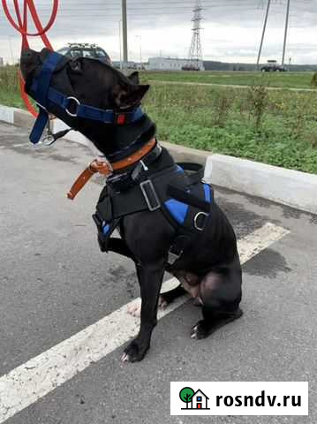 Шлейка для собаки Белгород - изображение 1