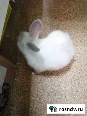Декоративные карликовые кролики Чита - изображение 1