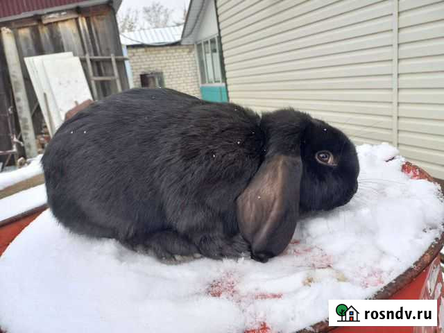 Кролик Сызрань - изображение 1