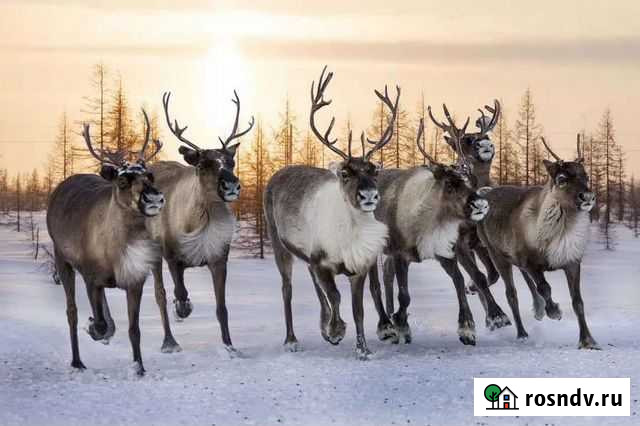 Мясо оленина Липецк - изображение 1