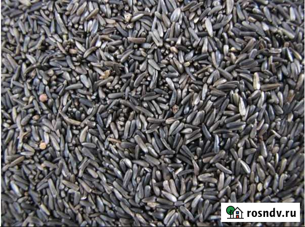 Гвизотия абиссинская,нуг абиссинский,рамтила Шахты - изображение 1