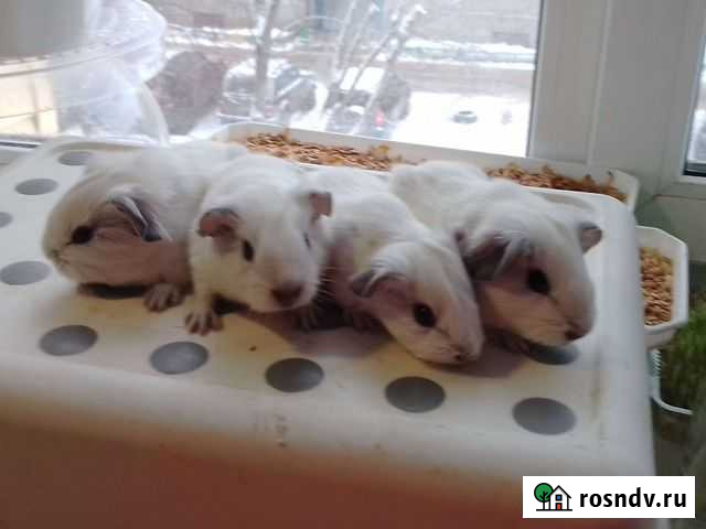 Морская свинка Нижний Новгород - изображение 1