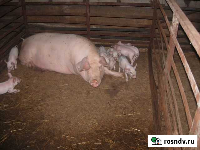 Поросёнок Луга - изображение 1