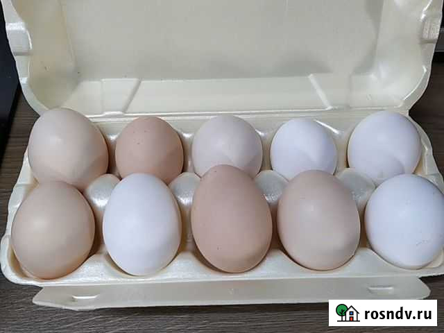 Домашние куриные яйца Апрелевка - изображение 1