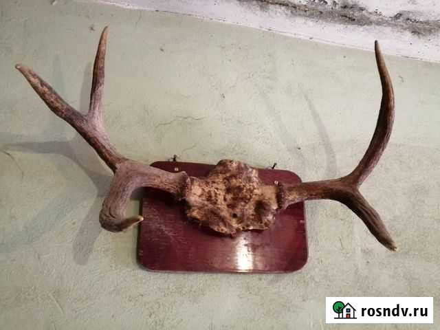 Рога лося Ступино - изображение 1