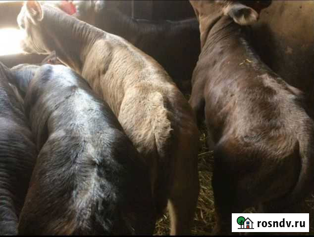 Телята бычки мясного направления Новомалороссийская - изображение 1