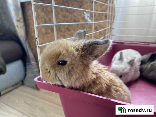 Декоративные кролики вислоухие minilop Чита - изображение 1