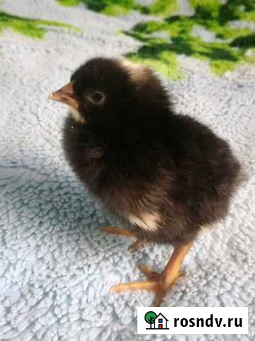 Несушки Амрокс Куры Медведево - изображение 1