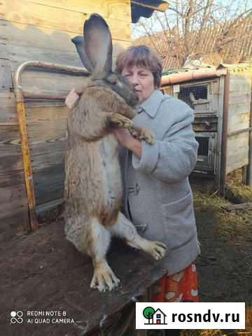 Кролики Белгород - изображение 1