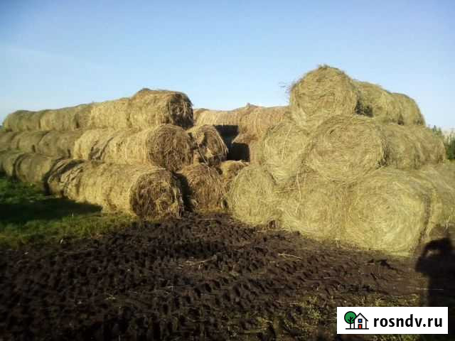 Сена Саяногорск - изображение 1