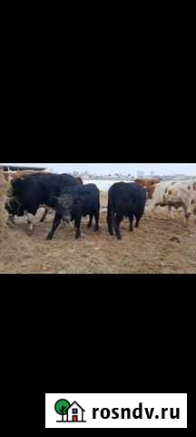 Быки Барнаул - изображение 1