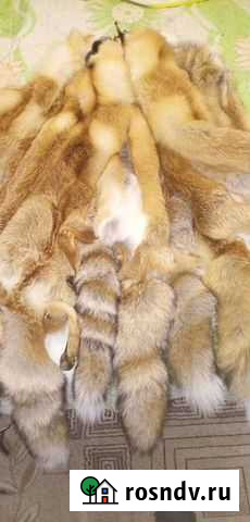 Шкуры лисы,шакал Волгодонск - изображение 1