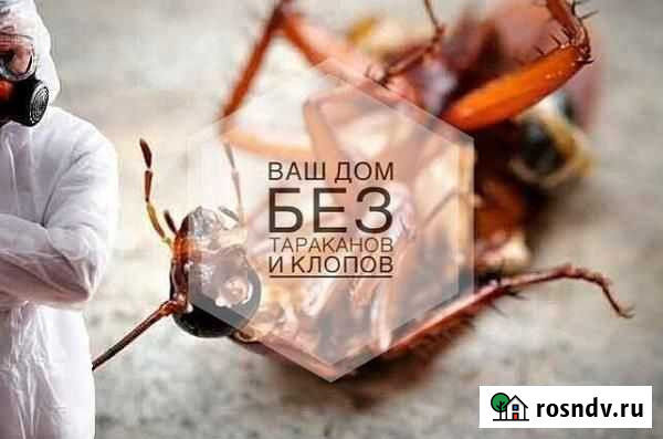 Уничтожение клопов, муравьёв, тараканов, мышей Пенза - изображение 1