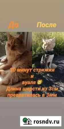 Стрижки Вологда