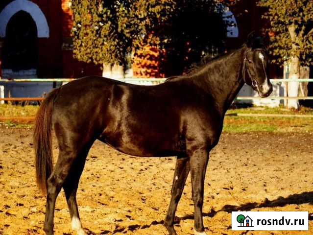 Молодняк русской верховой породы Переславль-Залесский - изображение 1